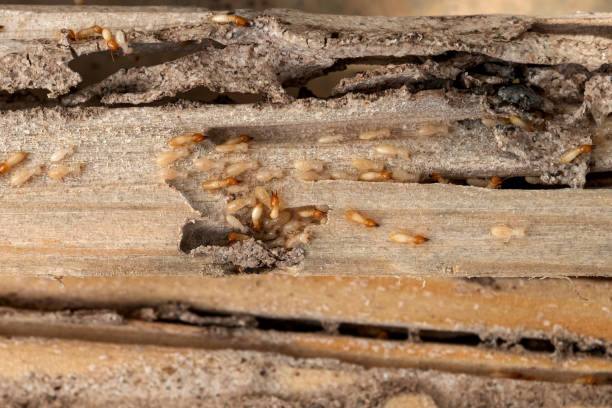 Best Cockroach Control Services  in Keenesburg, CO